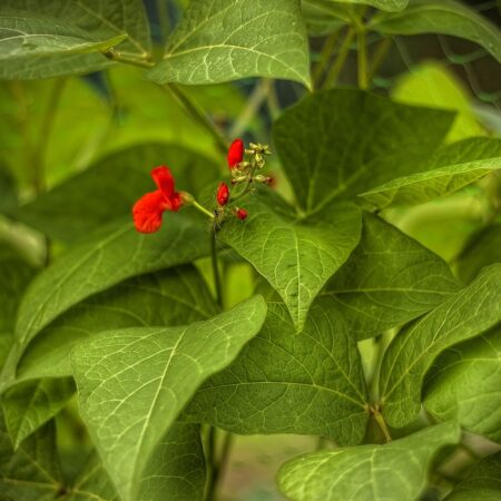 Vaste boon (Pronkboon)