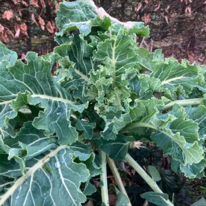 Nine star Broccoli