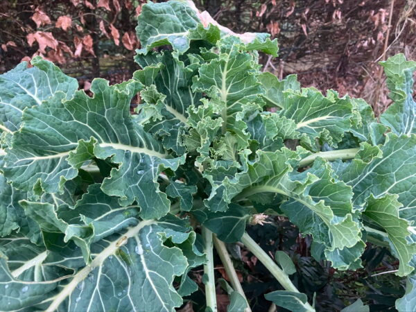 Nine star Broccoli