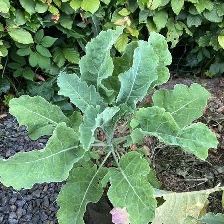 Vaste bladkool (Eeuwig moes/Daubenton)