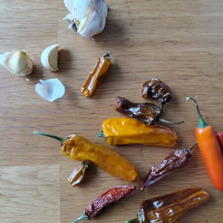 Vaste knoflook (Olifantenlook)