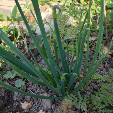 Vaste lente-ui (Altailook)