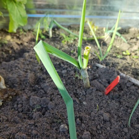 Vaste ui (Egyptische ui)