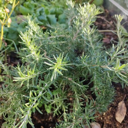 Winterharde rozemarijn