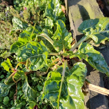 Vaste reuzenspinazie (Snijbiet)