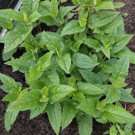 Crosne (Japanse andoorn)