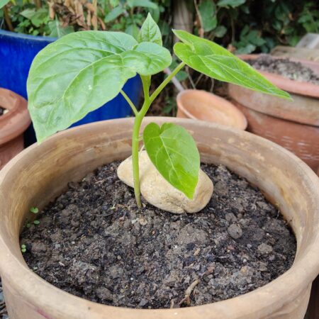 Boomtomaat (Tamarillo)